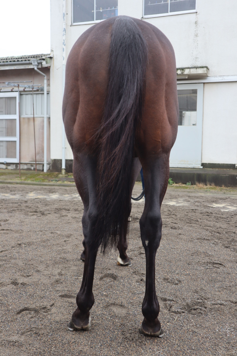 ウインエイムハイ 牡5歳 ※中央競馬 登録抹消 | サラブレッド