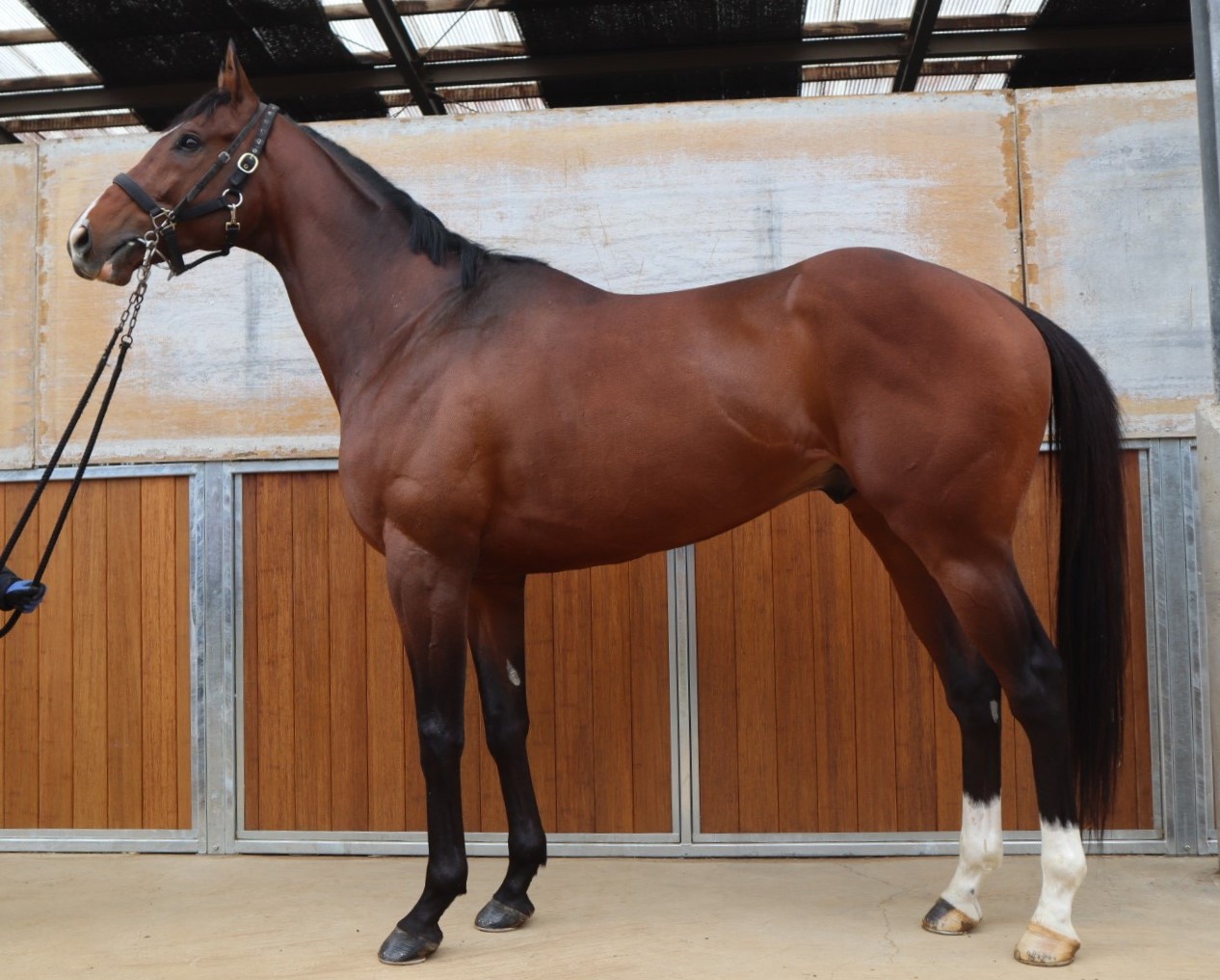 マブストーク　　牡６歳　　※中央競馬　登録抹消_main1