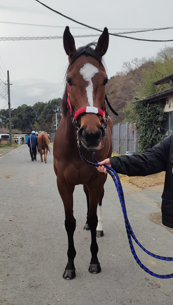 ジョーシーゲル 牝4歳 ※地方競馬 在籍 | サラブレッドオークション