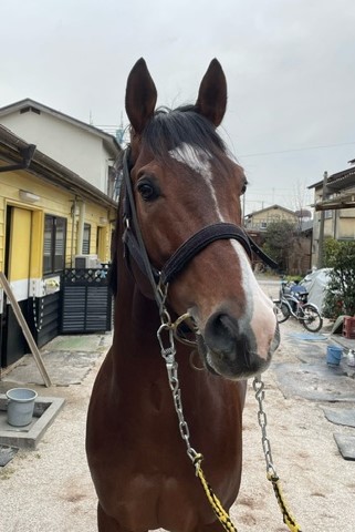 ビクトリーサイト 牡6歳 ※地方競馬 在籍 | サラブレッド