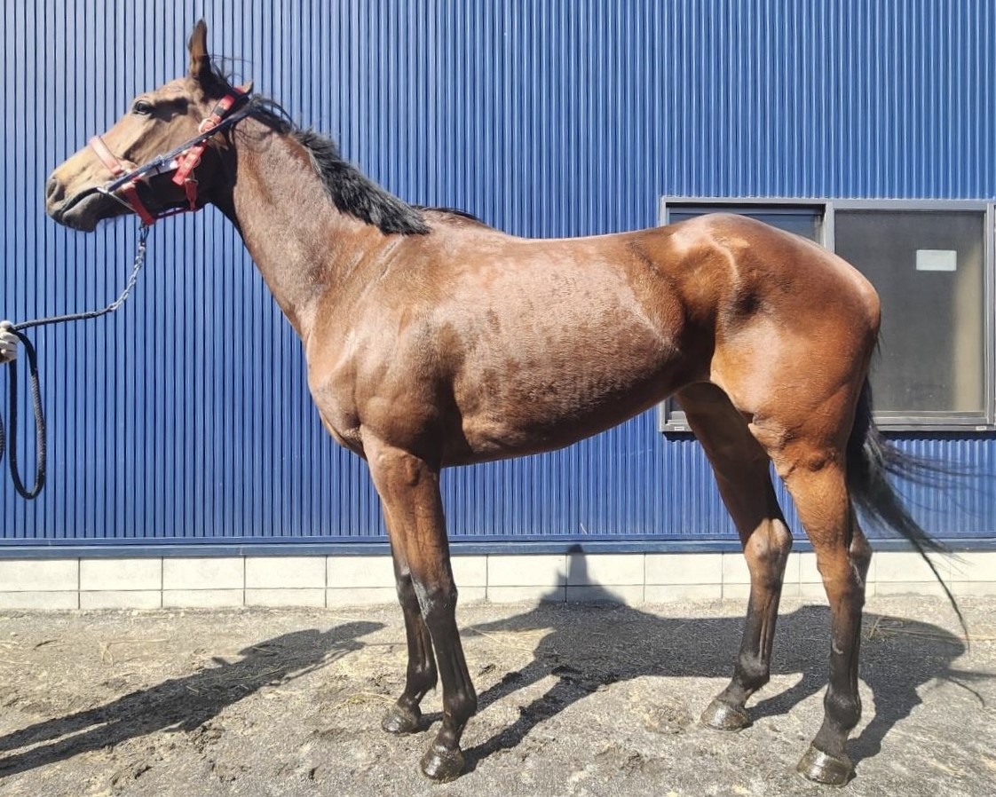 名牝馬の現地購入馬券15枚セット 名牝馬の現地購入馬券15枚セット