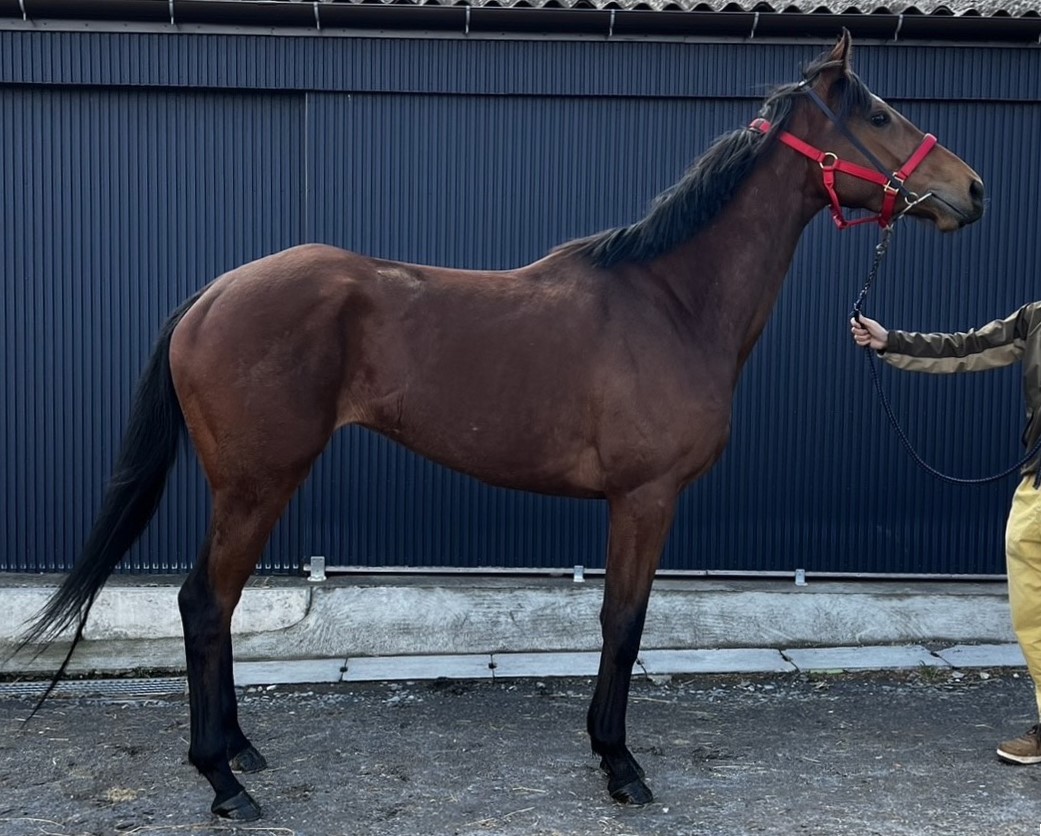 【激レア】ポーリーポケット　跳馬 激レア】ポーリーポケット 跳馬