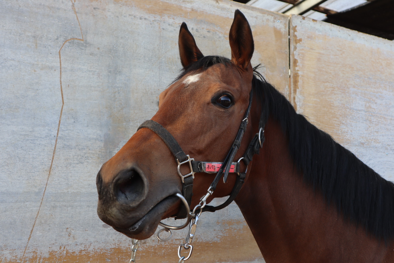 ネバシーンビフォー 牝３歳 ※中央競馬 登録抹消 | サラブレッド 