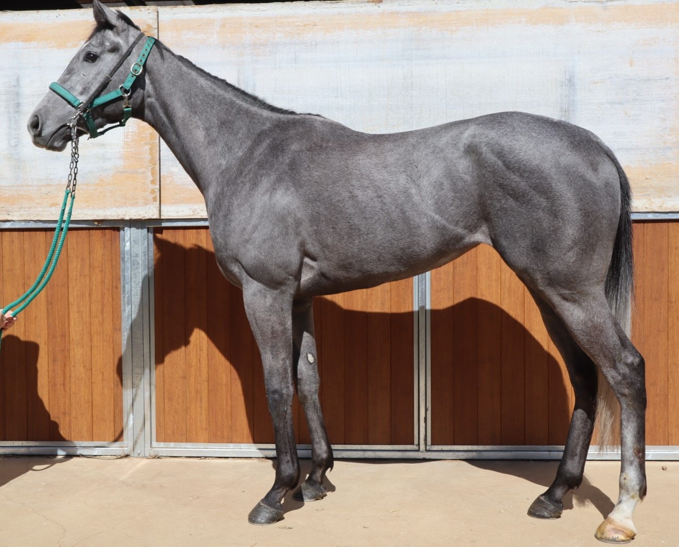 ラトレラ 牝3歳 ※中央競馬 登録抹消 | サラブレッドオークション