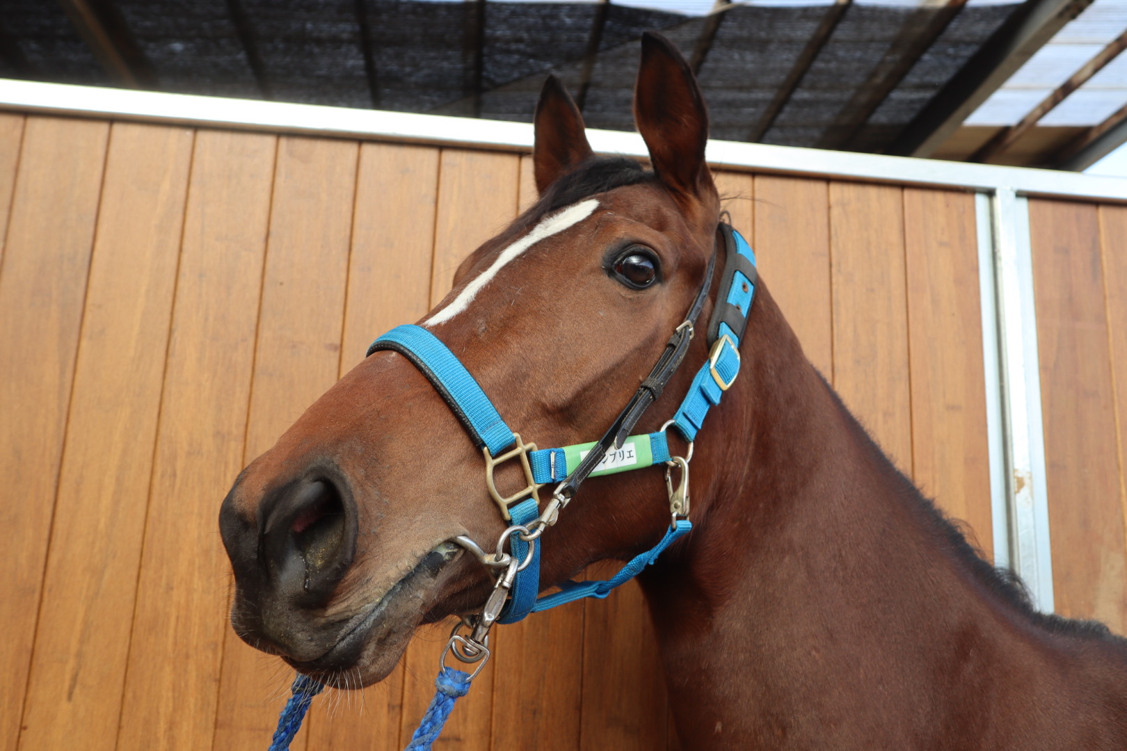 競馬メーンレースの勝ち馬は最終レースでわかる入手困難品クーポン限定ポイント殺菌済 クイーンS】追って一言 - サンスポZBAT!