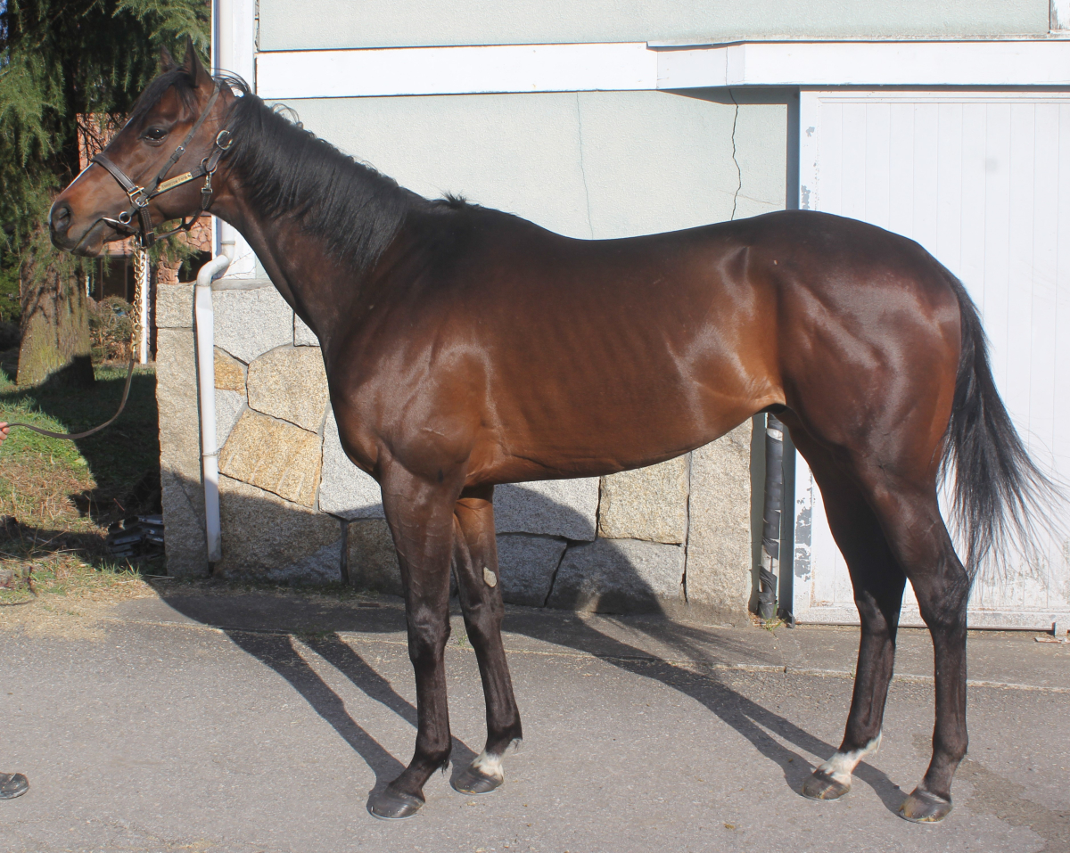 ロジブライアン 牡４歳 ※地方競馬 在籍 | サラブレッドオークション