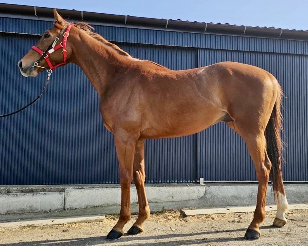 ミリオンダラー 牡３歳 ※中央競馬 登録抹消（未出走） | サラブレッド 