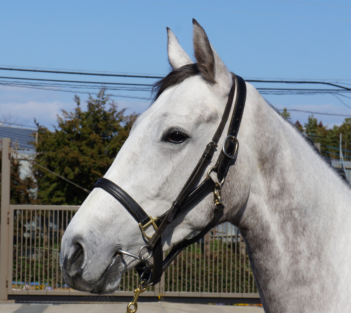 プッティー 牝３歳 ※地方競馬 在籍 | サラブレッドオークション