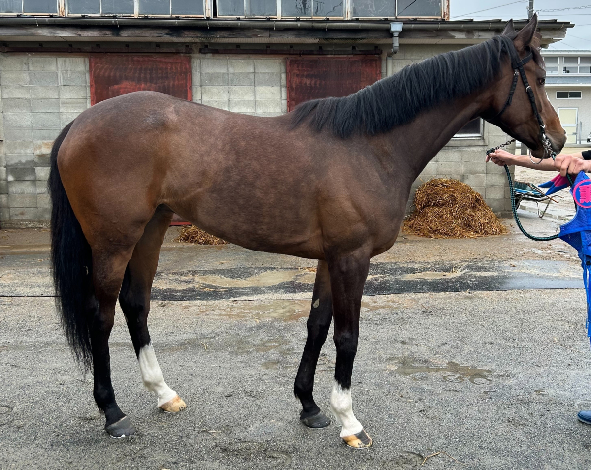 ツーウィング 牝4歳 ※地方競馬 在籍 | サラブレッドオークション