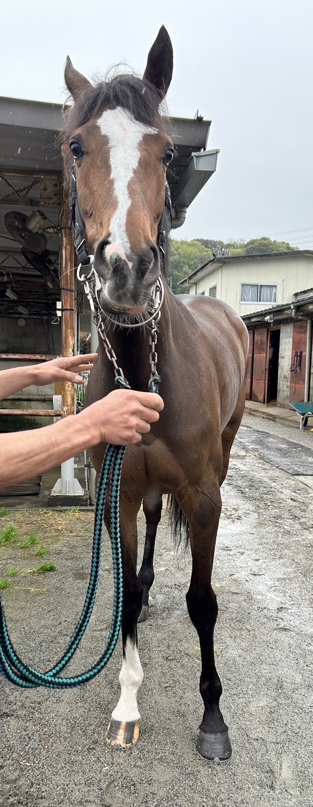ヤーマンのお宝競馬ゼッケン②ダービー馬『マカヒキ』調教用
