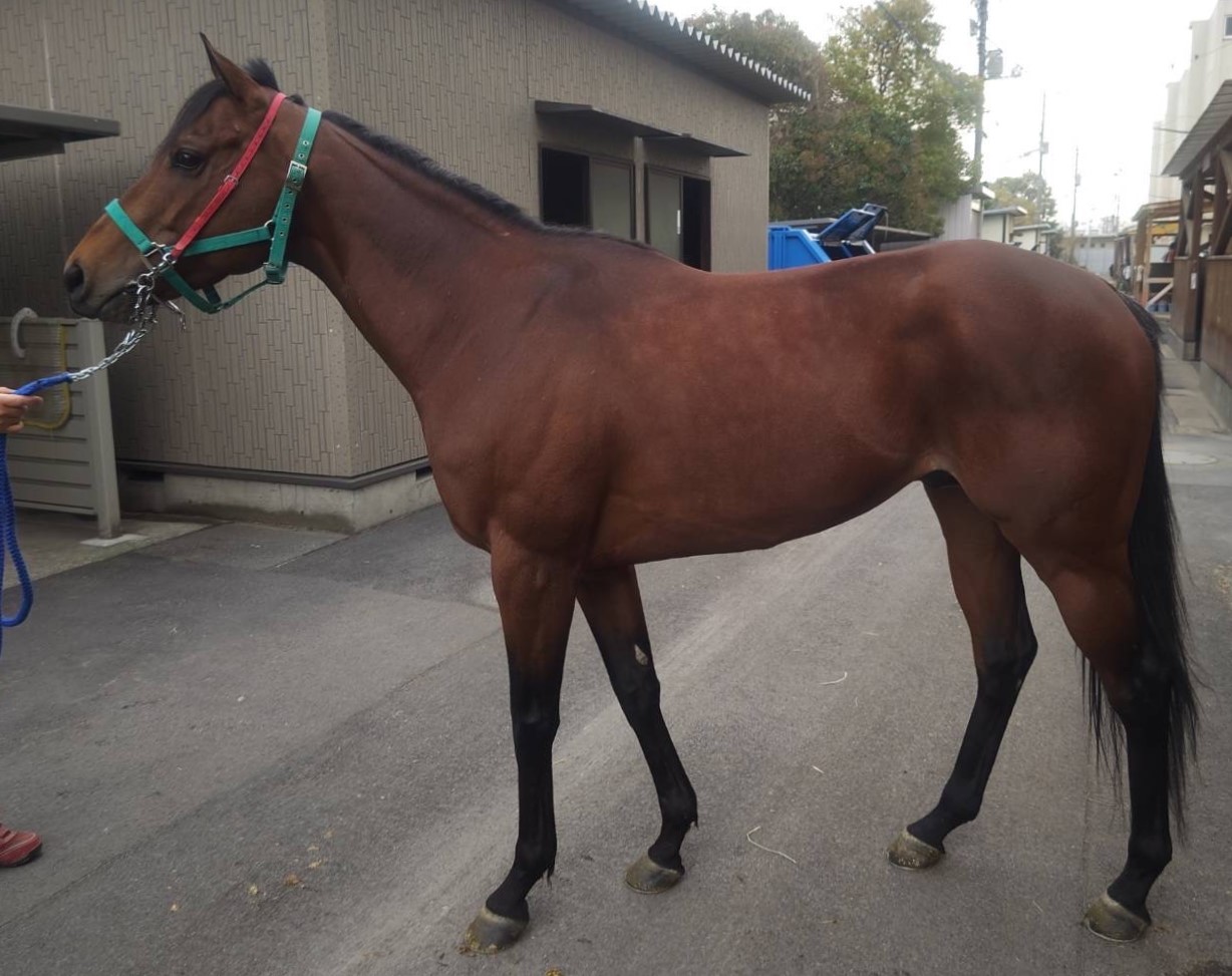 トレジャーバローズ 牡6歳 ※地方競馬 在籍 | サラブレッド