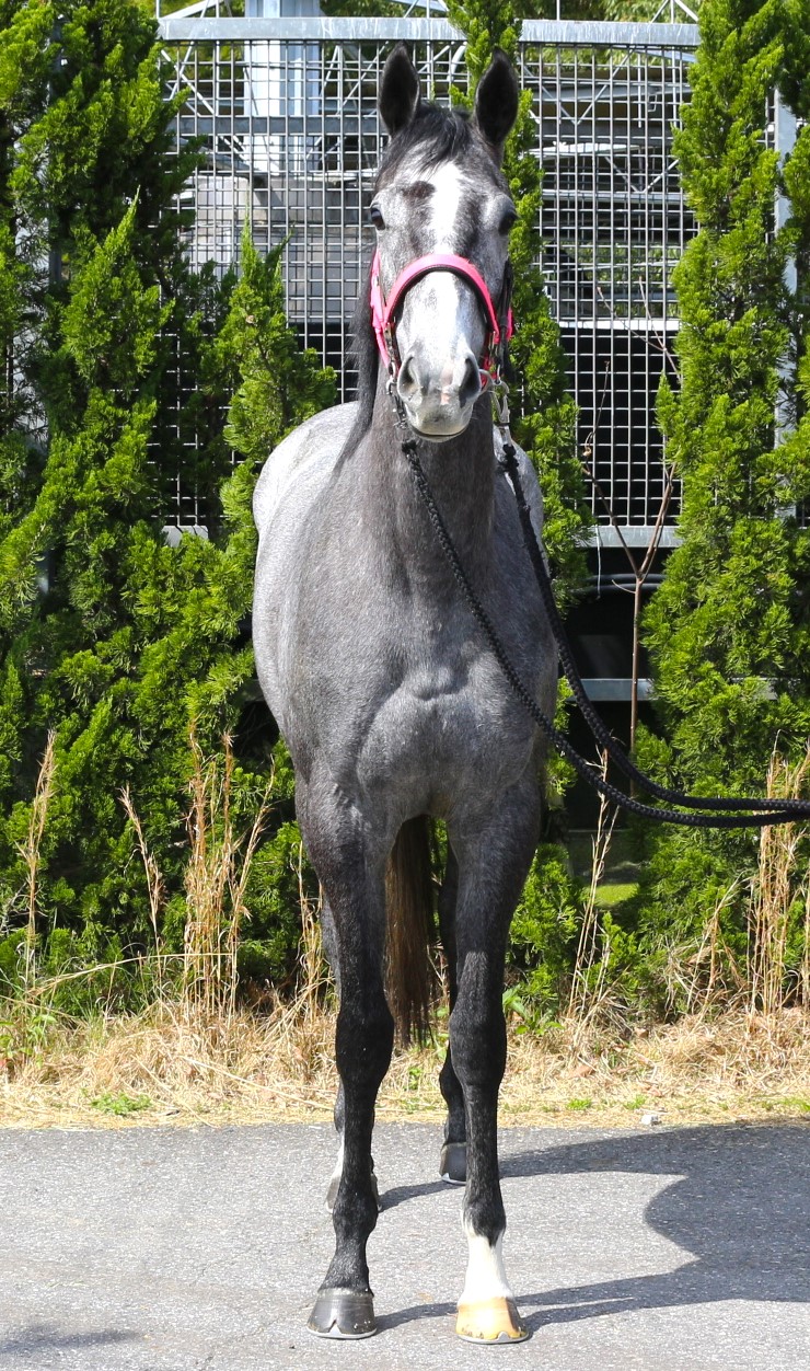 サラサエンジェル 牝3歳 ※繁殖牝馬（空胎） | サラブレッドオークション