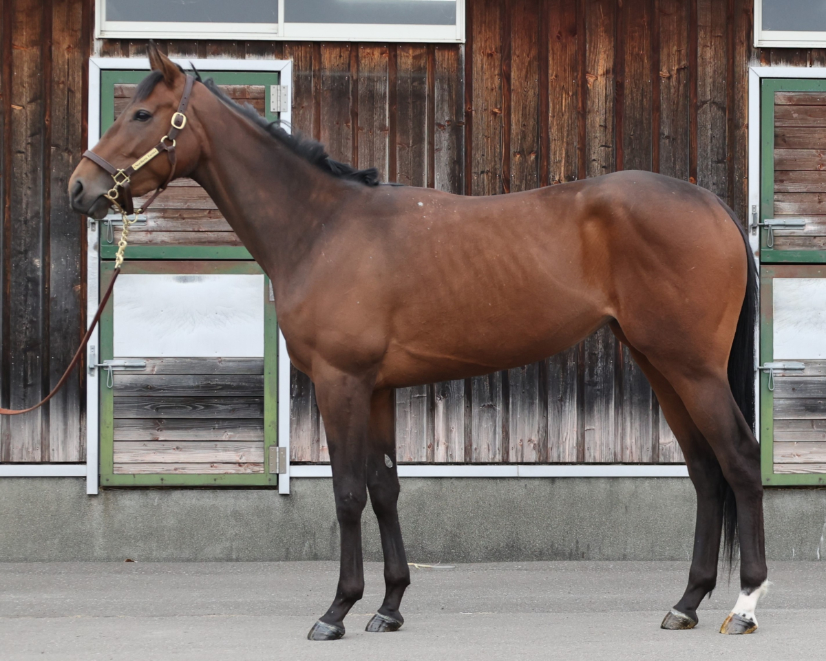 ルミナスティ 牝3歳 ※繁殖牝馬（空胎） | サラブレッドオークション
