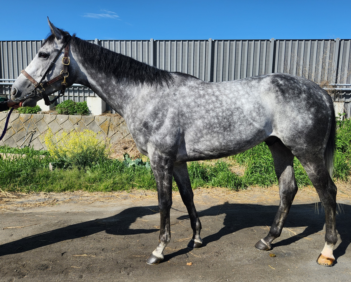 ソジュン(USA)　　牡６歳　　※地方競馬　在籍_main1