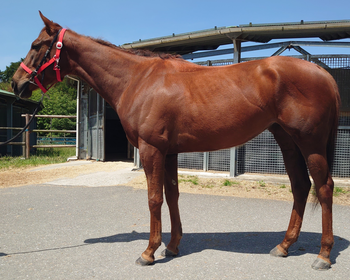 【T-ポイント5倍】 エイシンムジカの21 牝3歳 サラブレッド | ※未登録の3歳 競馬