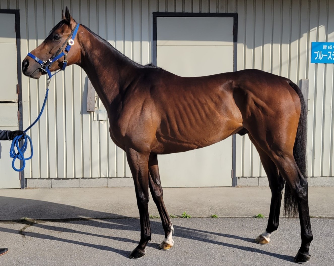 スティングビー 牡３歳 ※中央競馬 登録抹消 | サラブレッドオークション