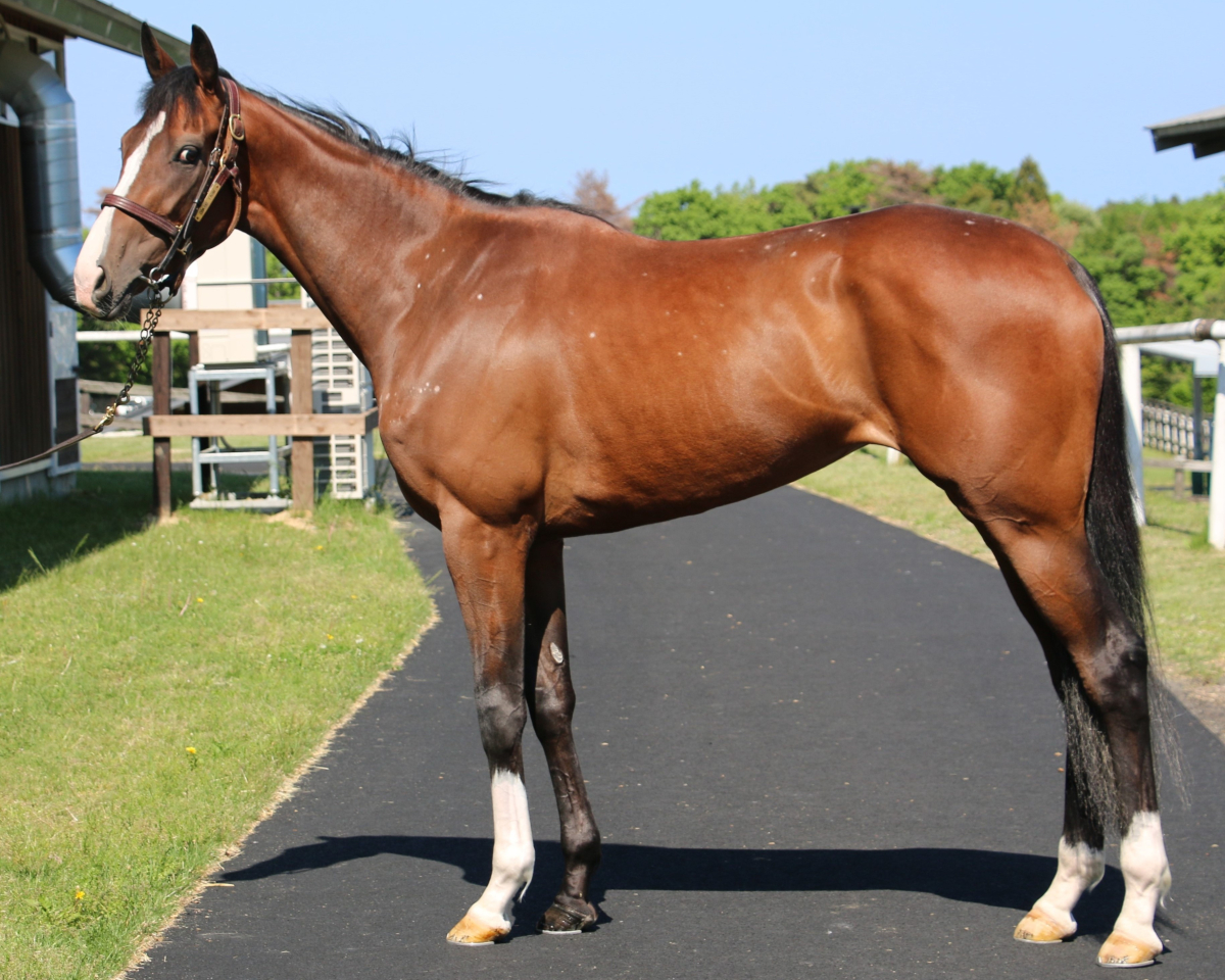 タンタルイーズ 牝３歳 ※中央競馬 登録抹消 | サラブレッドオークション