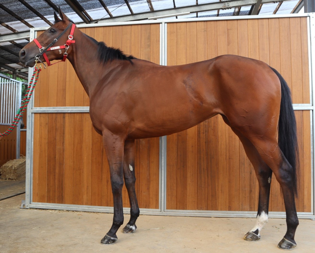 センドネージュ 牝３歳 ※中央競馬 登録抹消 | サラブレッドオークション