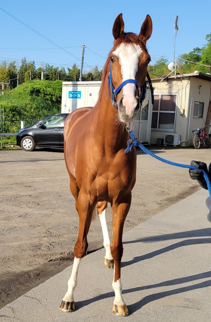ホワイトシップ セン3歳 ※中央競馬 登録抹消 | サラブレッド