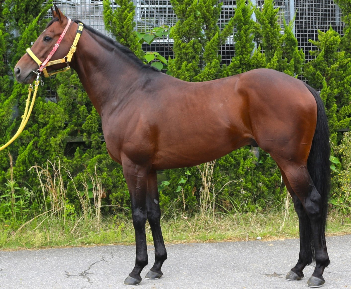 ヴァンケドミンゴ　　牡８歳　　※中央競馬　登録抹消_main1