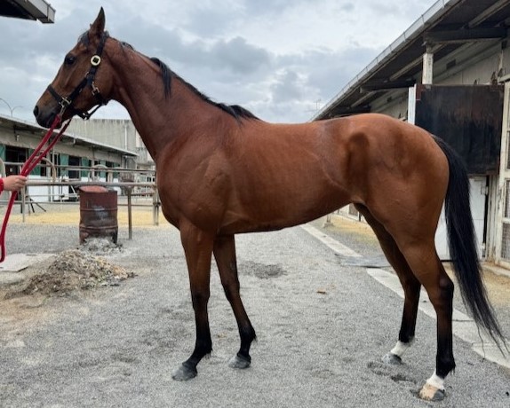 ミトノダービー 牝3歳 ※地方競馬 在籍 | サラブレッドオークション