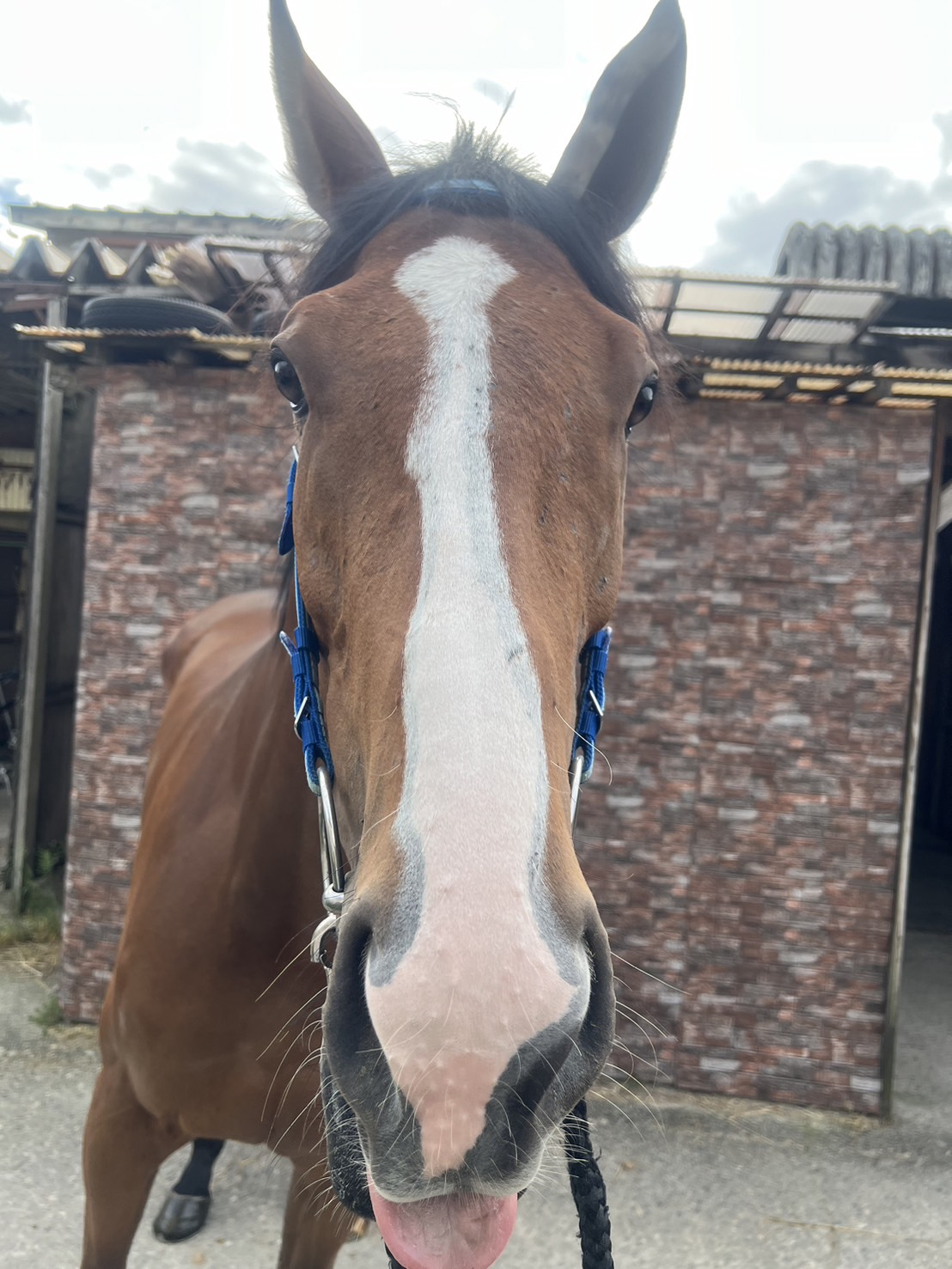 対馬寒蘭 Yahoo!オークション - 寒蘭 対馬寒蘭 中隈産濃紅