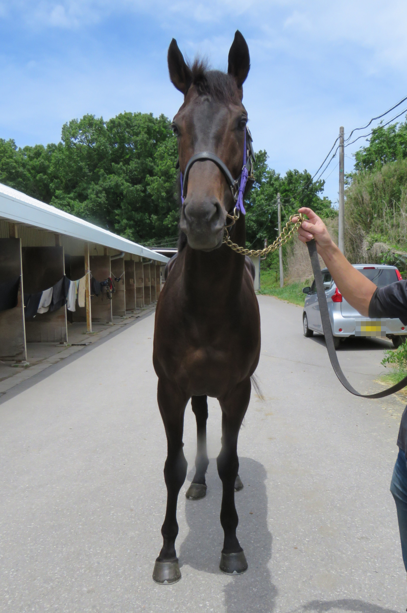 高速 割引 2024 東日本 ユイノチョウシンキ 牡3歳 ※中央競馬 登録抹消 | サラブレッド 競馬