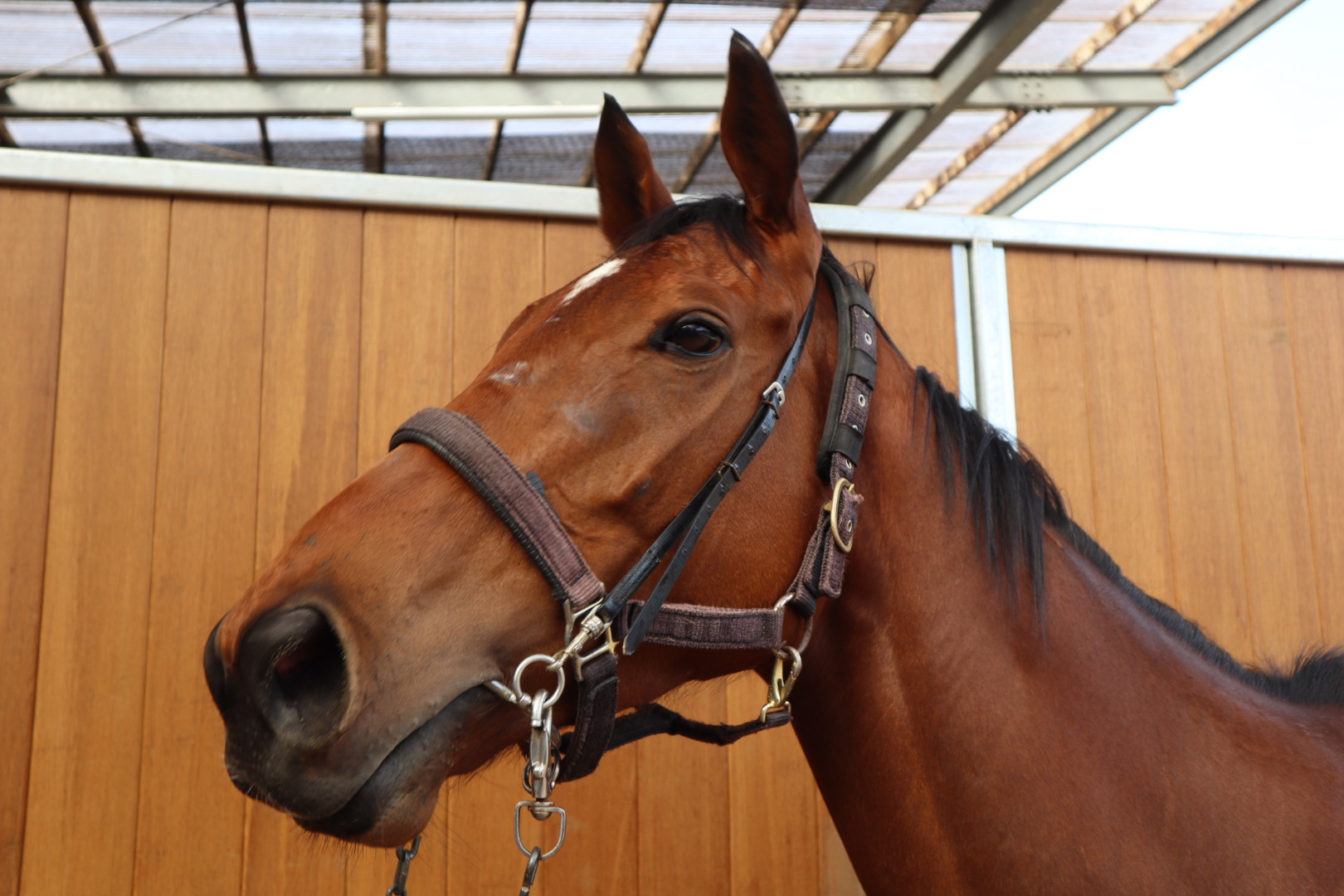 クラシカルタイプ 牝4歳 ※中央競馬 登録抹消 | サラブレッド