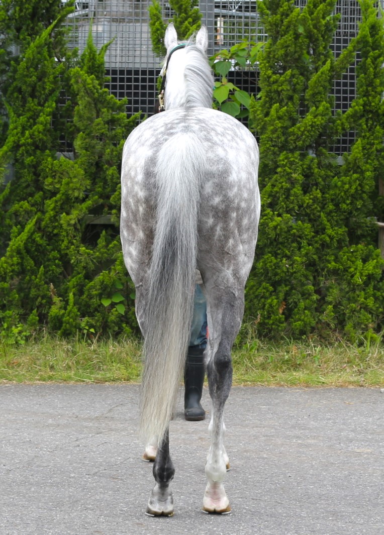プライドランド 牡8歳 ※中央競馬 登録抹消 | サラブレッド