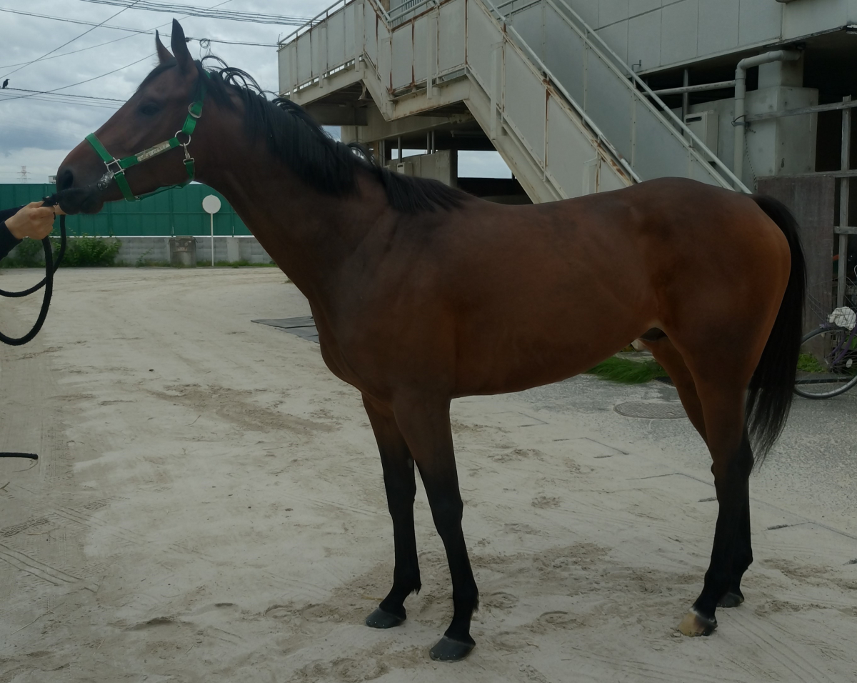 ジョシュア 牡3歳 ※地方競馬 在籍 | サラブレッドオークション