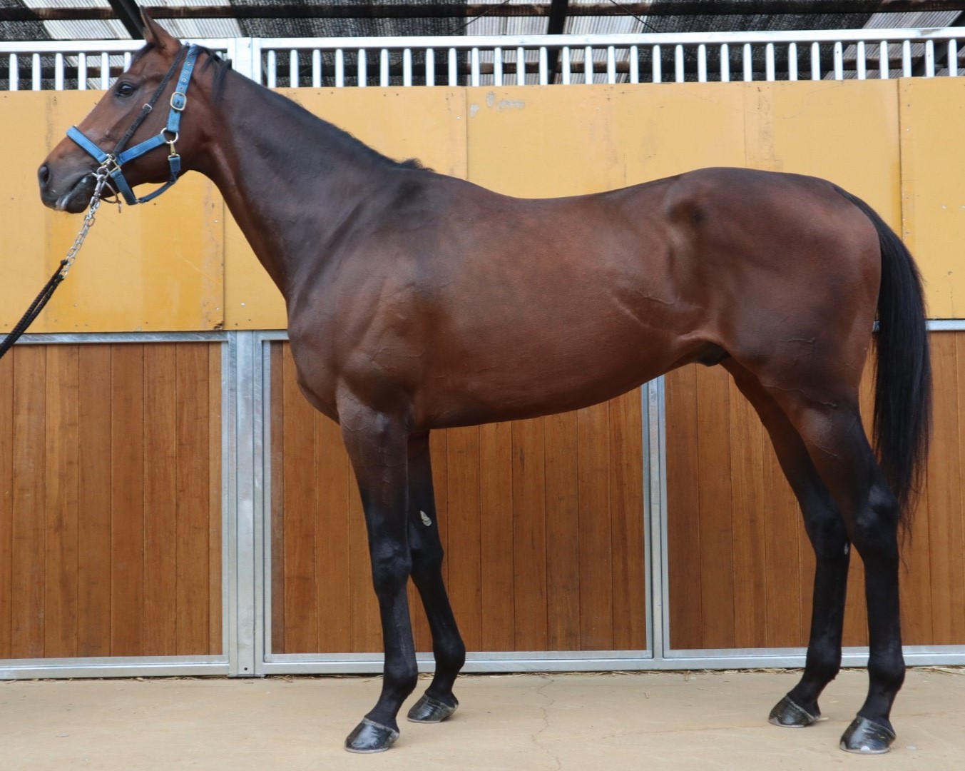 アラブル 牡３歳 ※中央競馬 登録抹消 | サラブレッドオークション