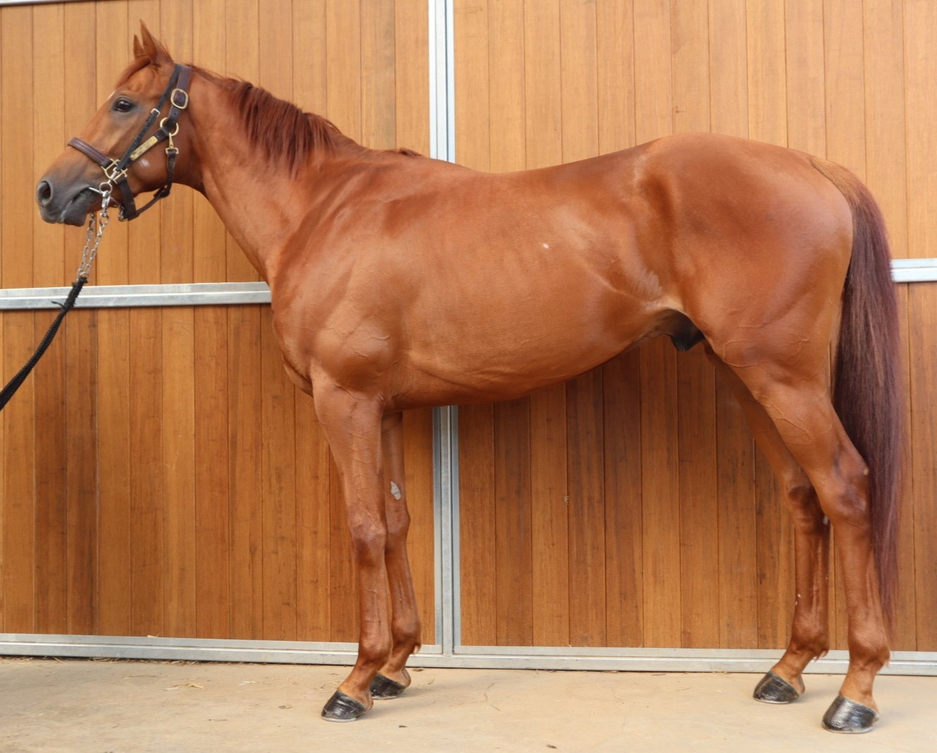 コヴィーニャ　　牡３歳　　※中央競馬　登録抹消_main1