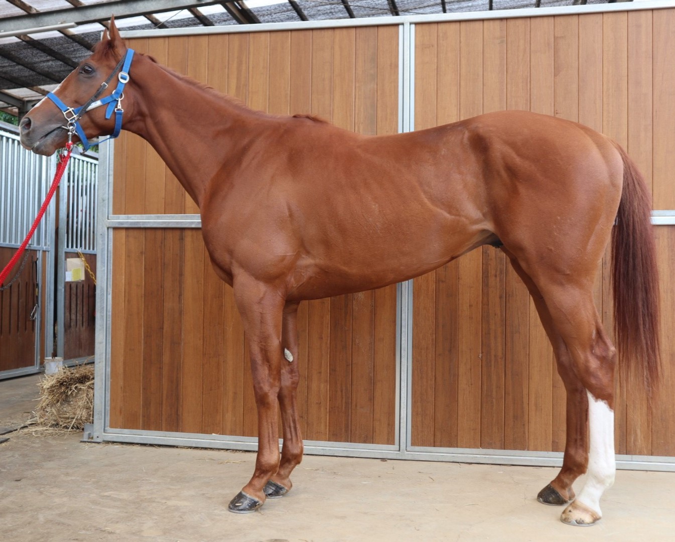 オライリーかるた　激レア オーケーパイレーツ O K Pirates 牝 3歳 ※中央競馬 登録抹消