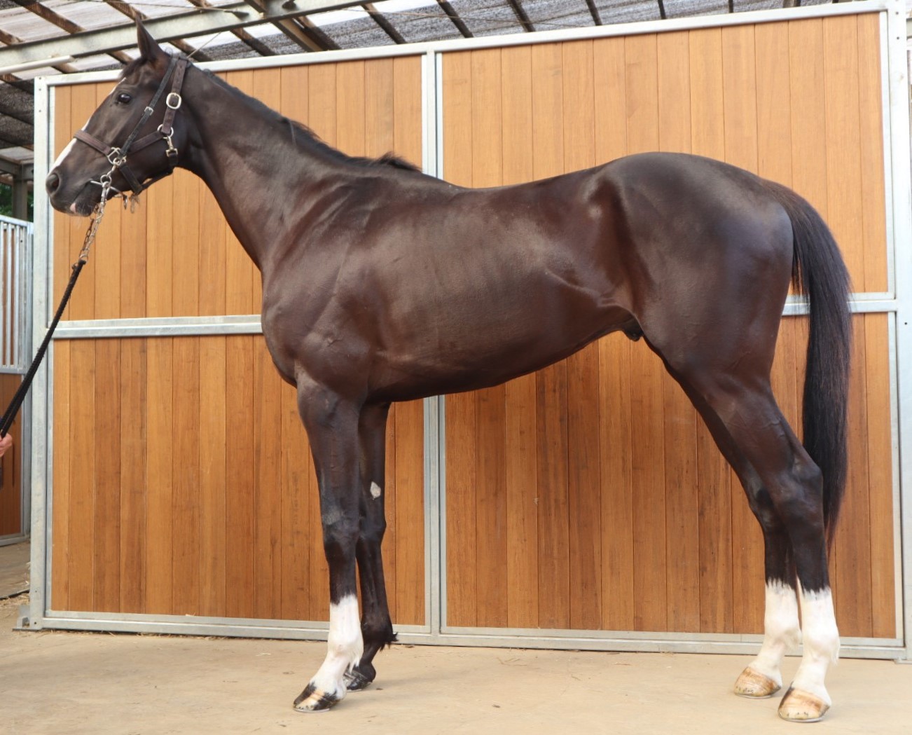 コスモロイロ 牡3歳 ※中央競馬 登録抹消 | サラブレッド