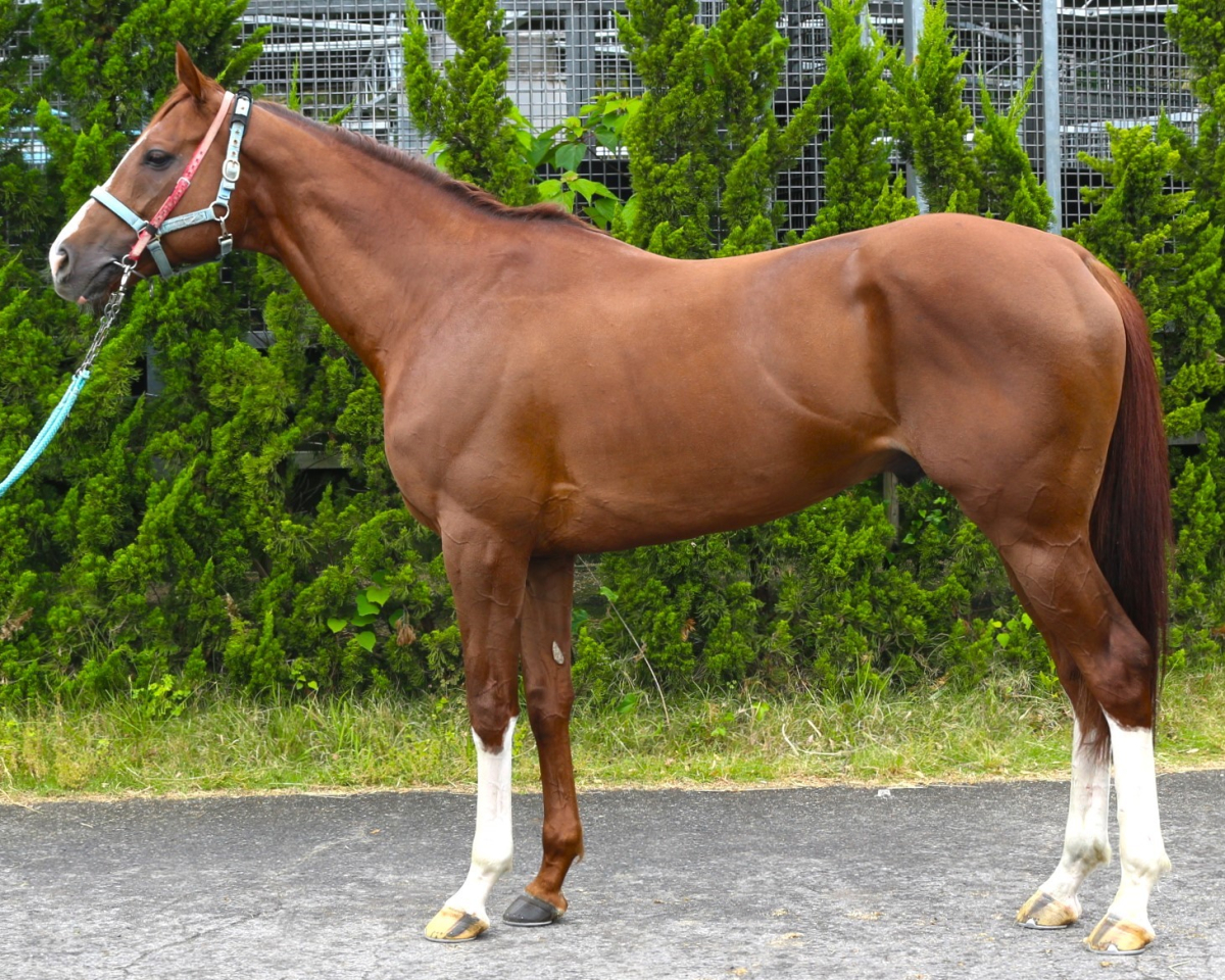 タイクーン 牡５歳 ※中央競馬 登録抹消 | サラブレッドオークション