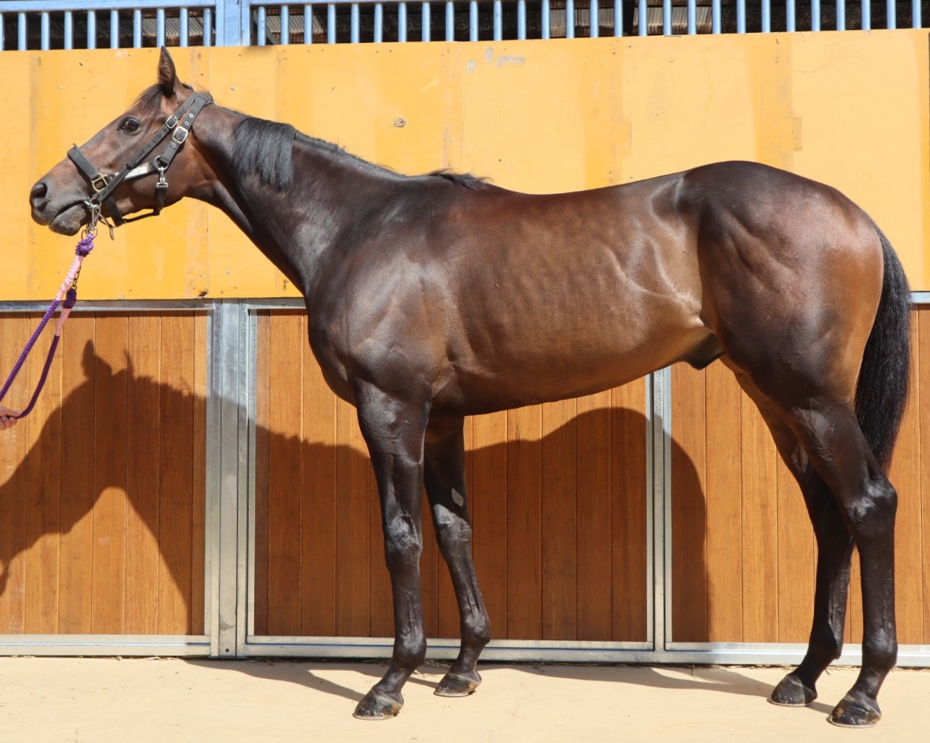 カイザーレオン 牡5歳 ※中央競馬 登録抹消 | サラブレッド