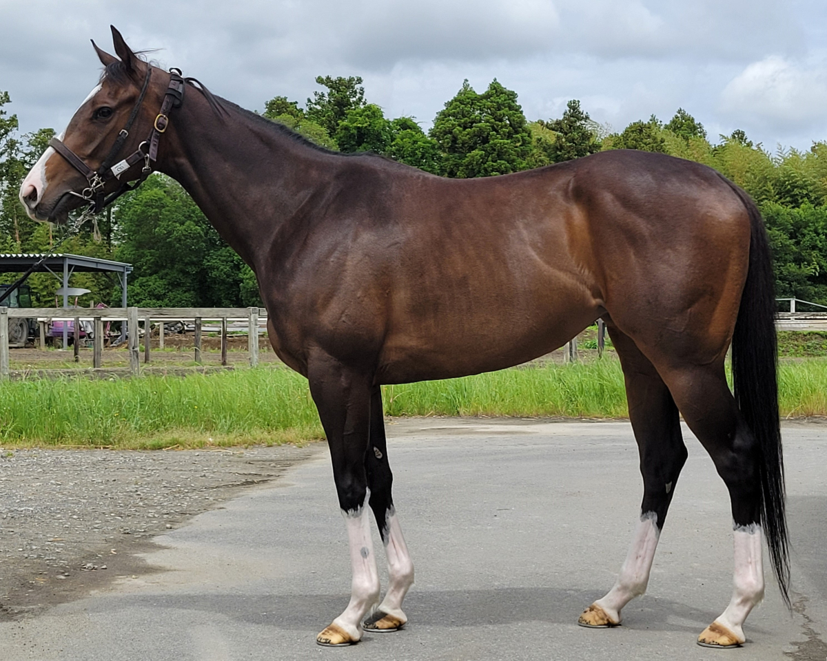 ショコラショー 牝3歳 ※中央競馬 登録抹消 | サラブレッド