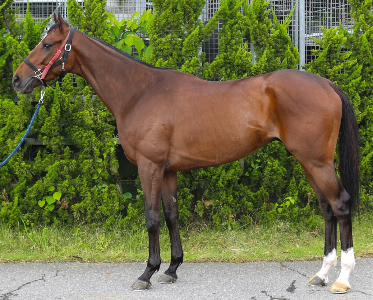 ショウナンマントル セン３歳 ※中央競馬 登録抹消 | サラブレッドオークション