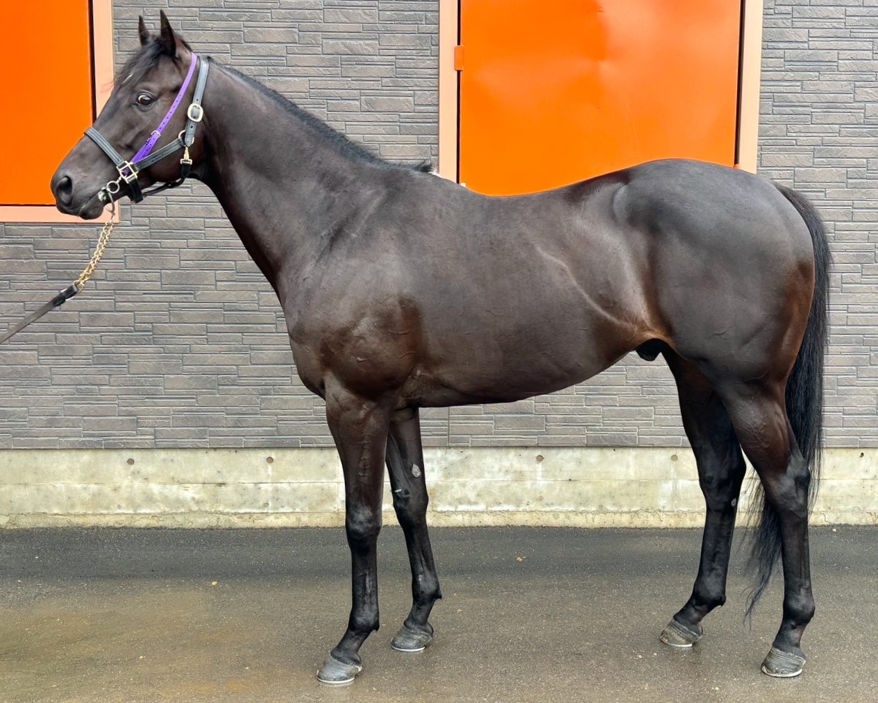 アラビアンレイン 牡4歳 ※地方競馬 在籍 | サラブレッド
