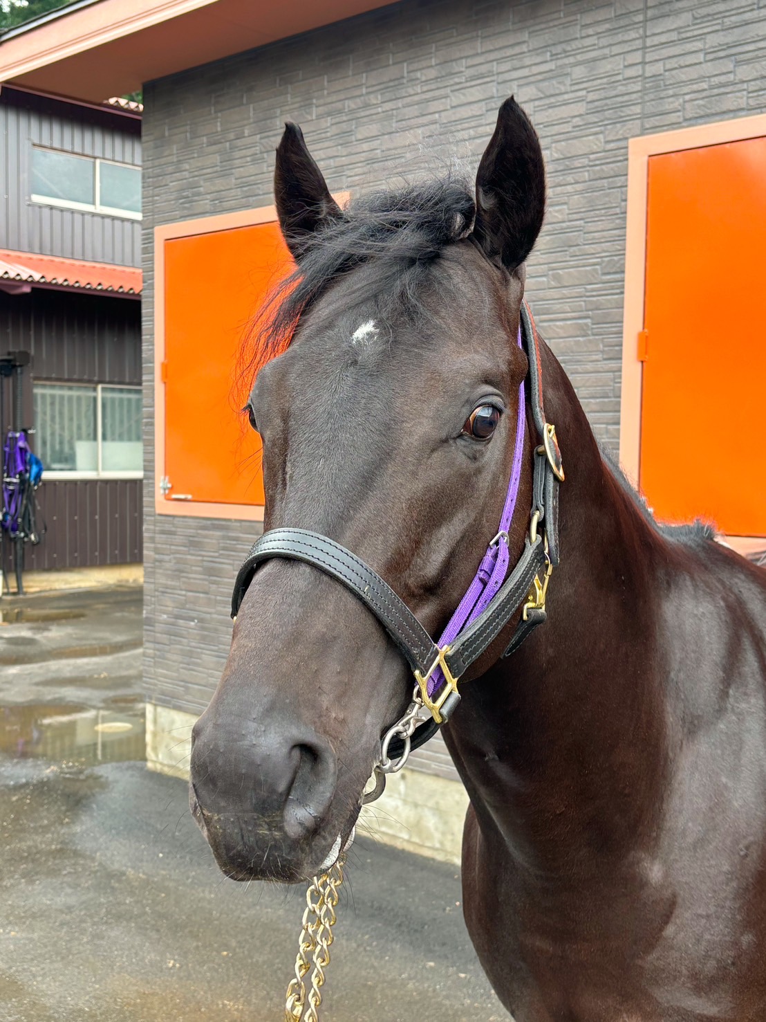 アラビアンレイン 牡4歳 ※地方競馬 在籍 | サラブレッド