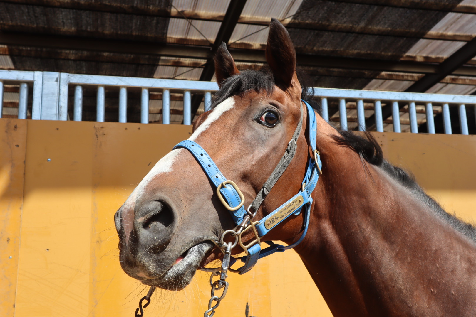 〔希少・未使用品〕JRA サプライズ当選品など  非売品グッズ  9種セット JRA 競馬 オッズカード 新品未使用 ライスシャワー - メルカリ