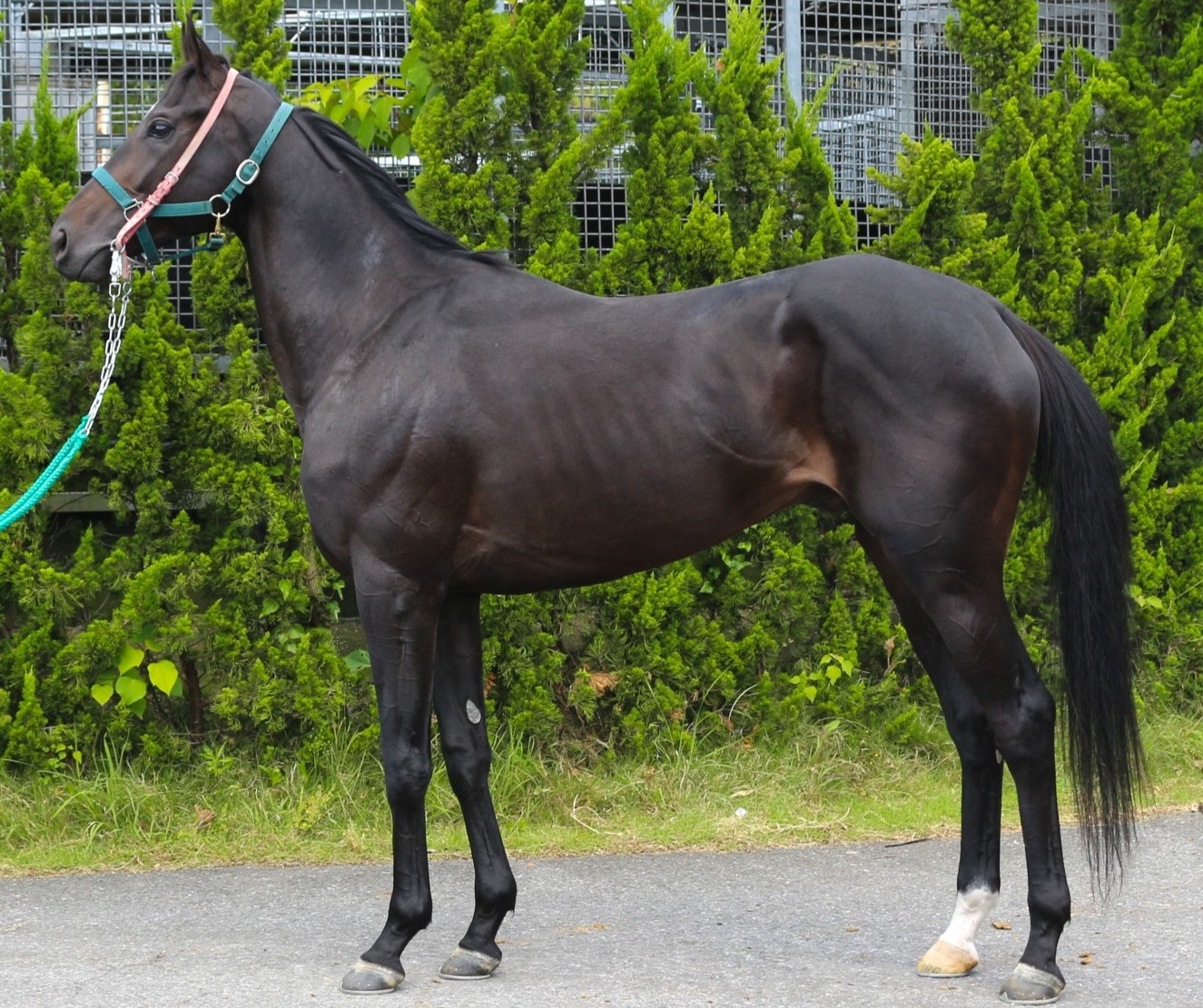 メイショウトレック　　牡３歳　　※中央競馬　登録抹消_main1