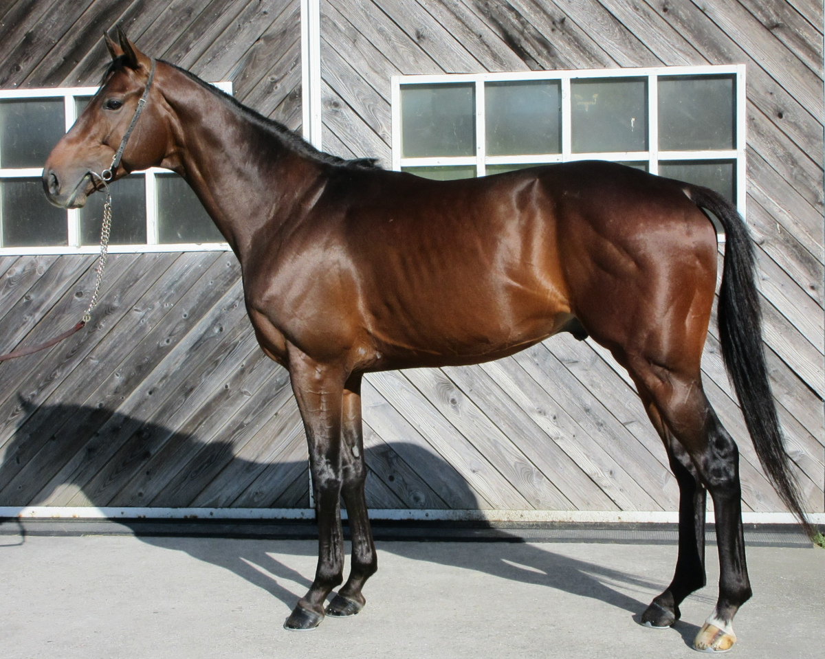 アワビキング 牡4歳 ※中央競馬 登録抹消 | サラブレッド