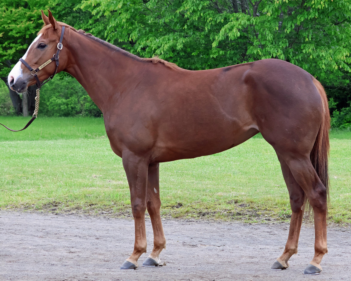 ラルビッツ　　牝３歳　　※地方競馬　在籍_main1