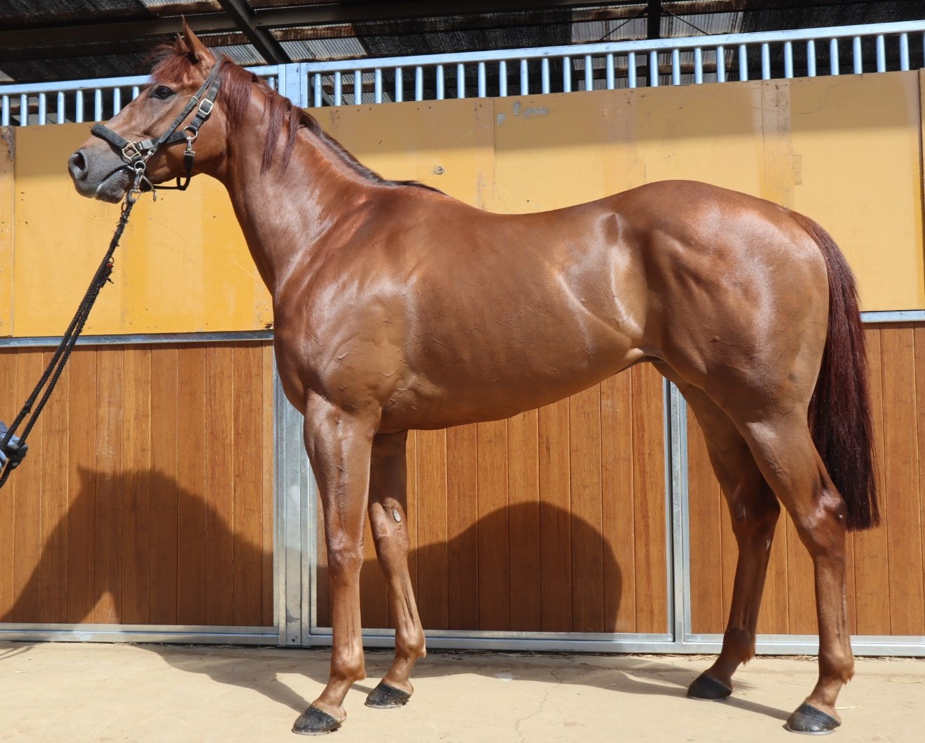 マローディープ　　セン４歳　　※地方競馬　在籍_main1