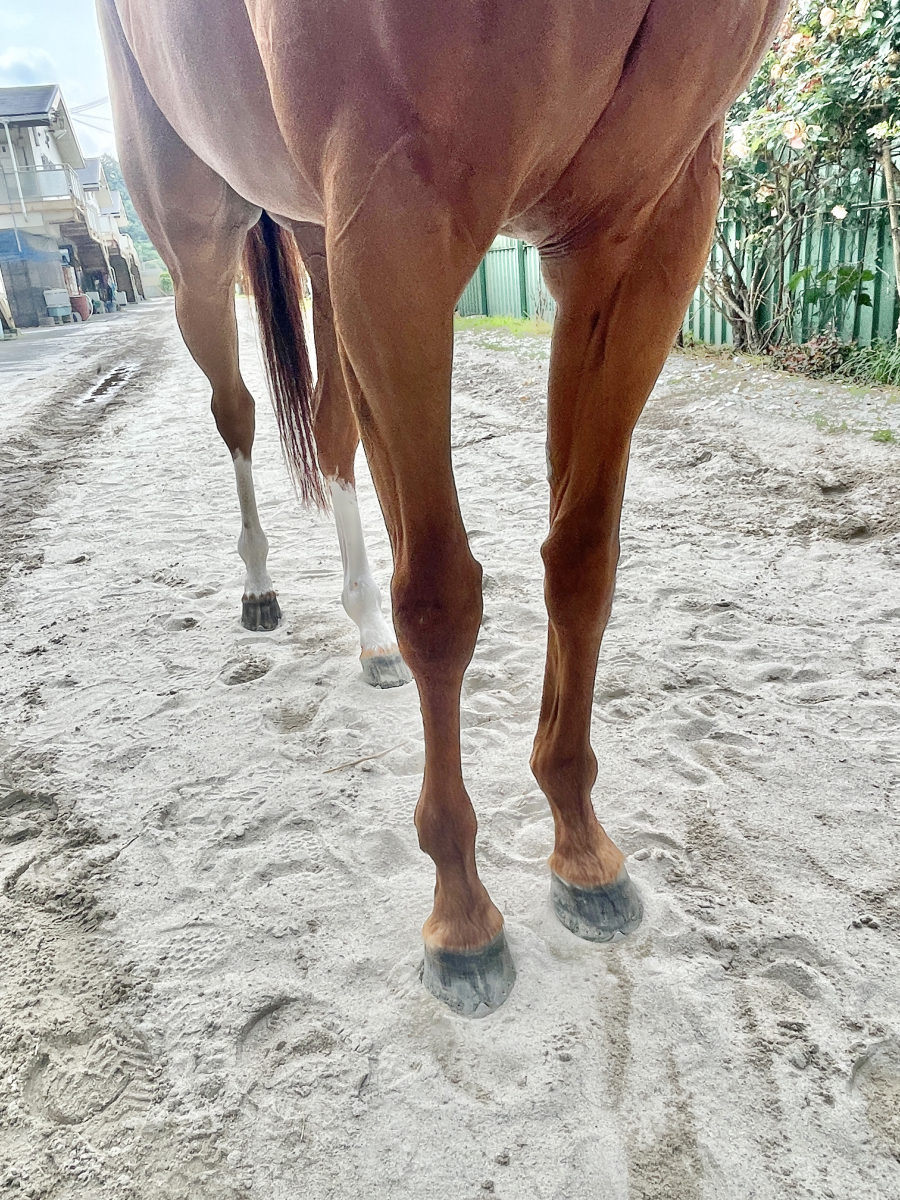 ハッピーイエロー 牝4歳 ※地方競馬 在籍 | サラブレッド