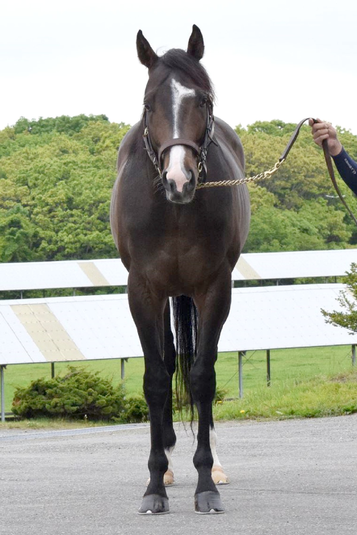 フリーバードの21 牡3歳 ※育成馬（未登録の3歳馬） | サラブレッド