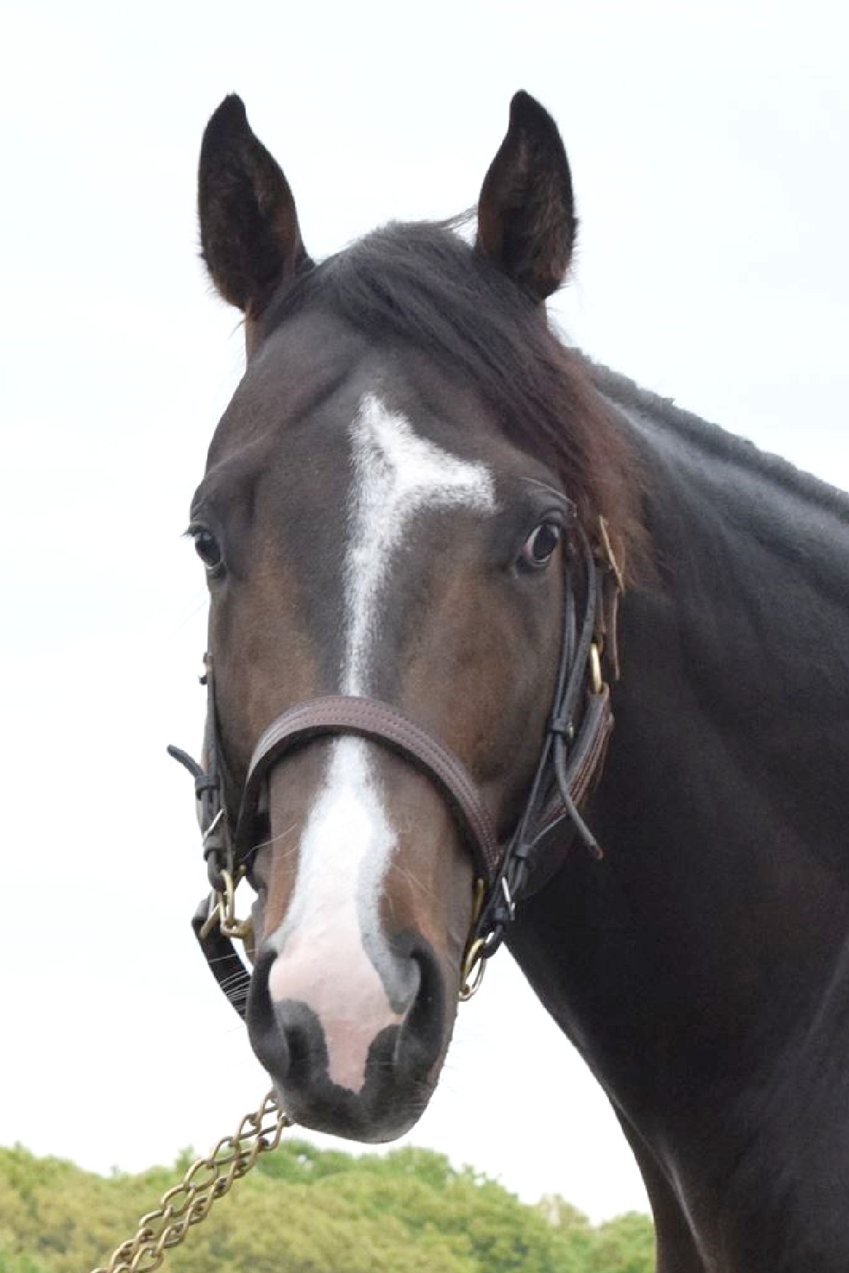 フリーバードの21 牡3歳 ※育成馬（未登録の3歳馬） | サラブレッド