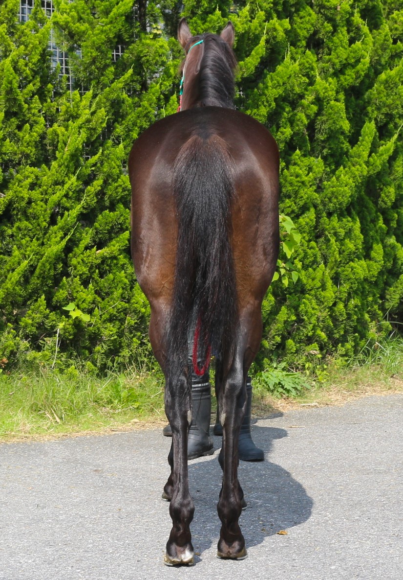 サラブレ 中央競馬年鑑2003〜2018 4c81c321b89a02474e003583c11452