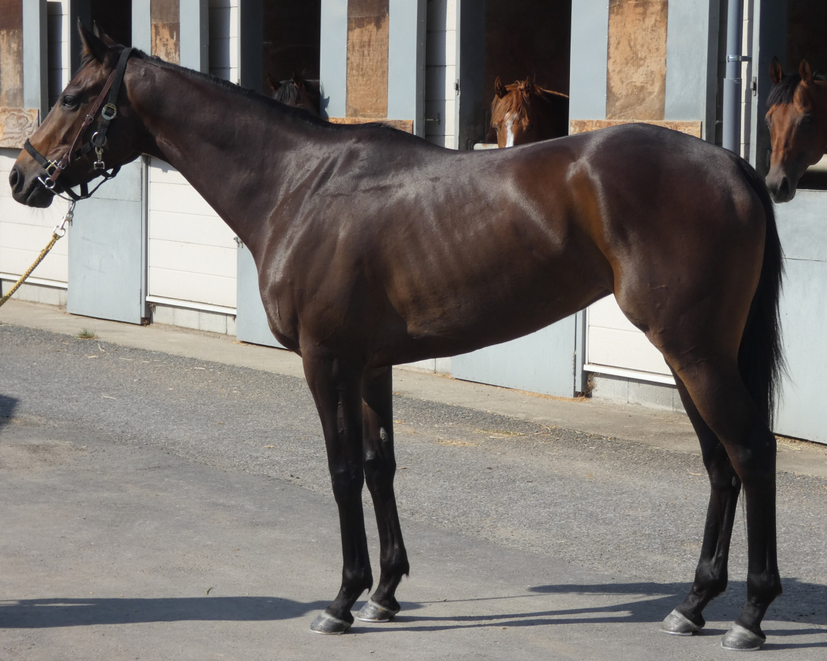 プリンセスナイト 牝3歳 ※中央競馬 登録抹消 | サラブレッド